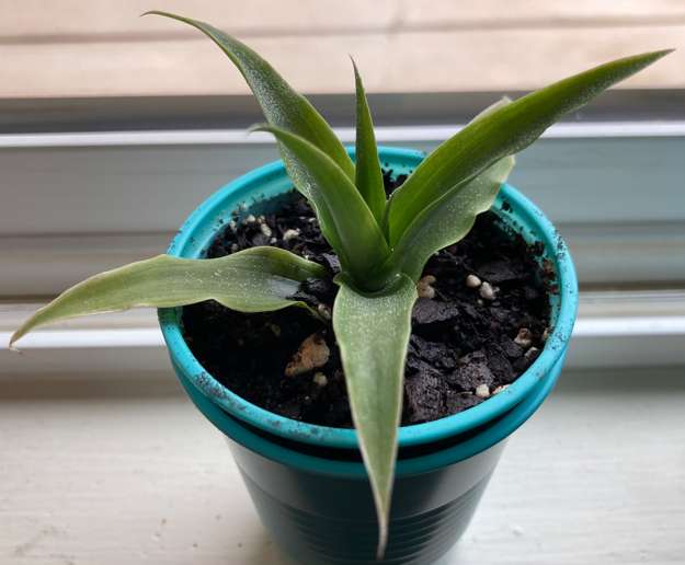 Pineapple1