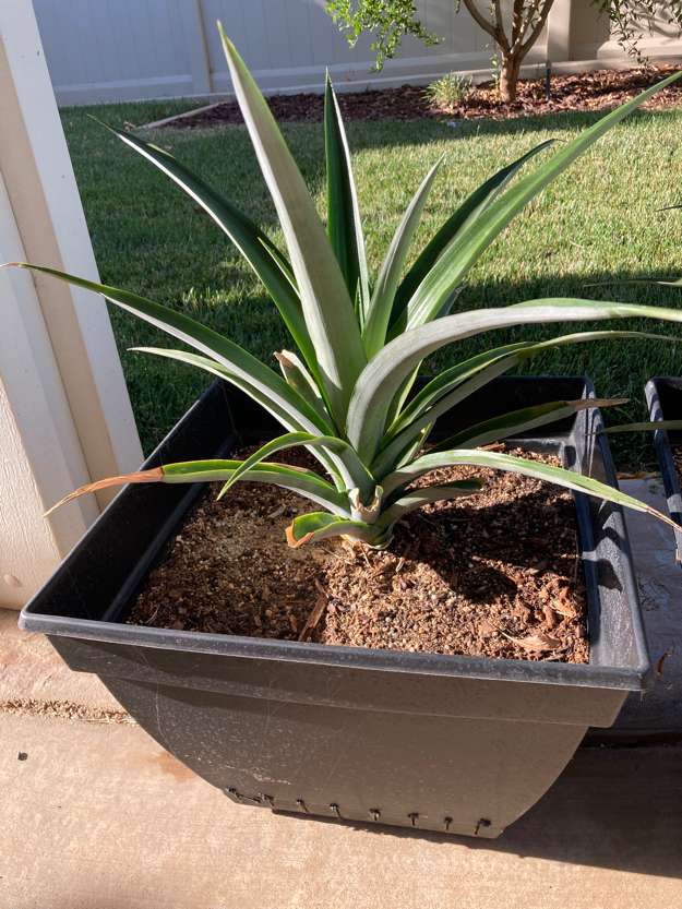 Pineapple1