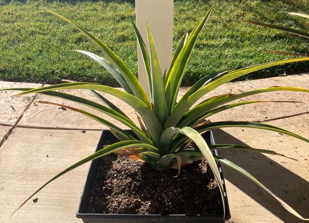 Pineapple1
