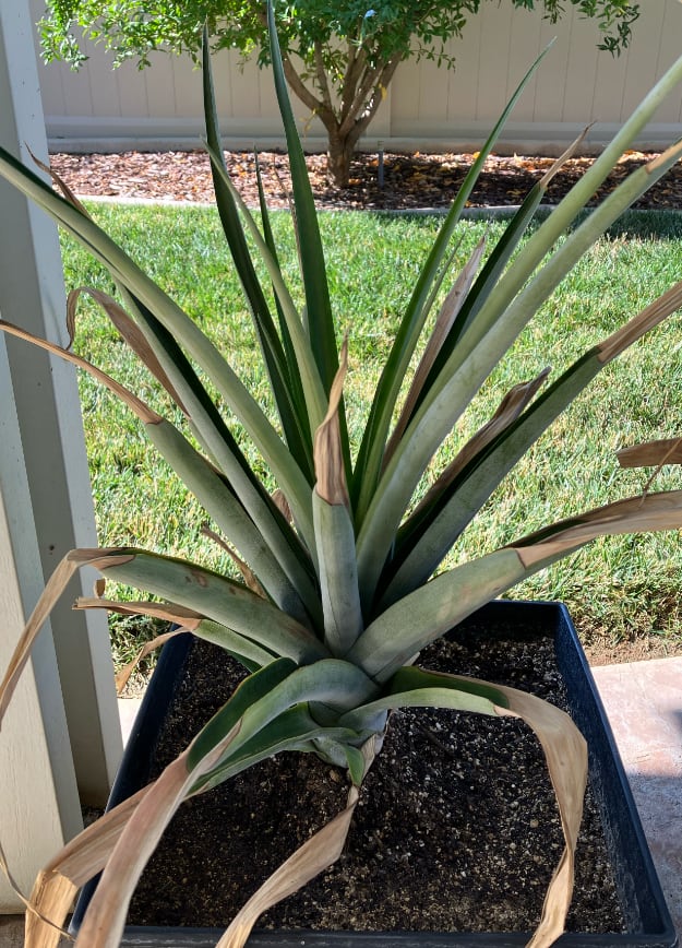 Pineapple1