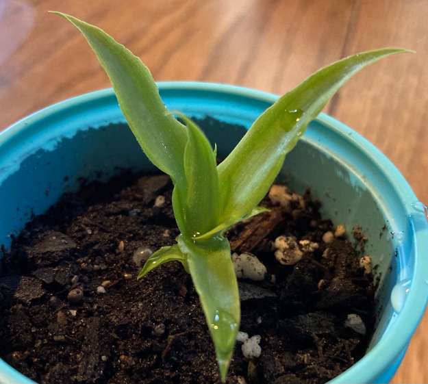 Pineapple1