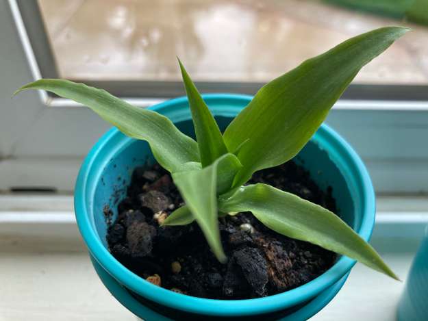 Pineapple1