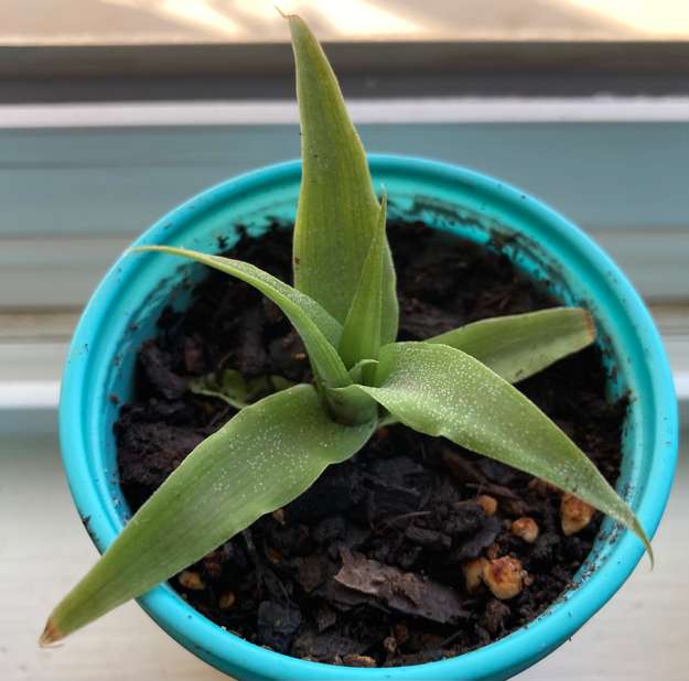 Pineapple2
