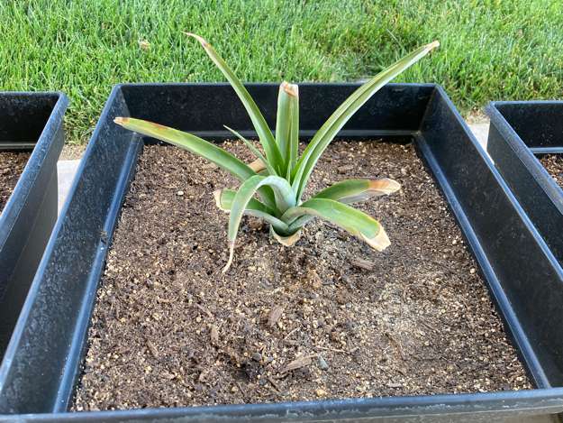 Pineapple2