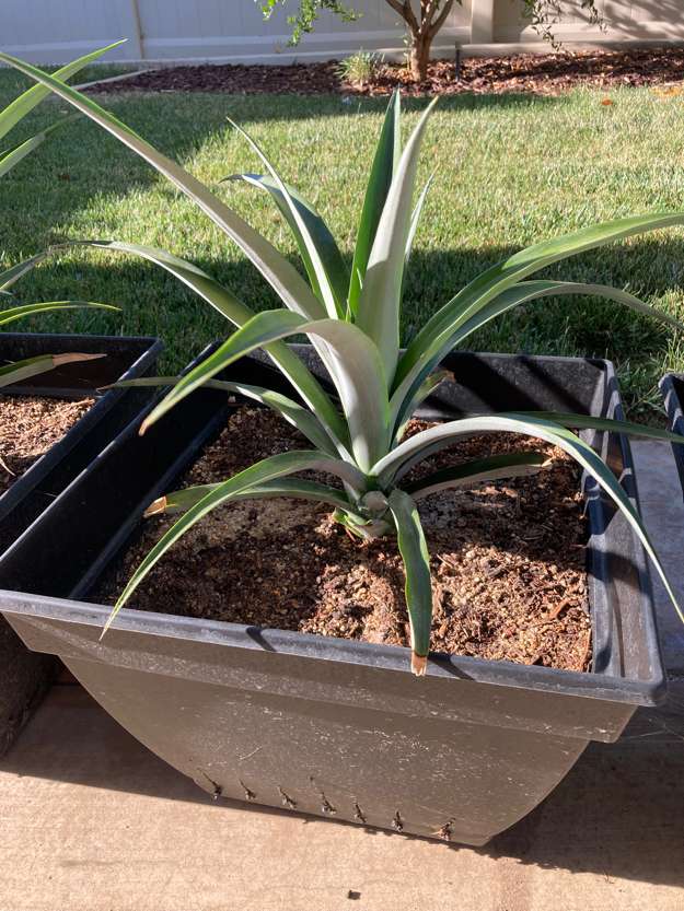 Pineapple2