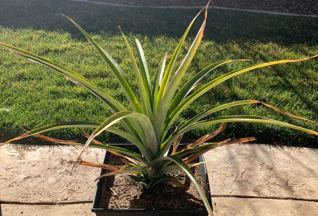 Pineapple2