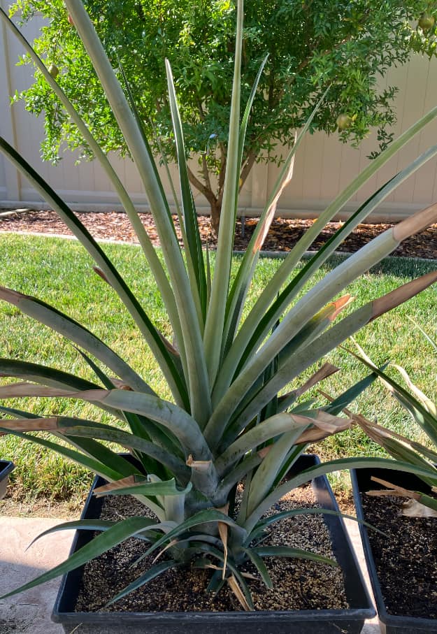 Pineapple2
