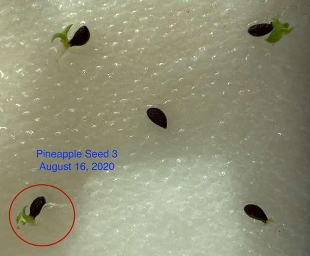 Pineapple3