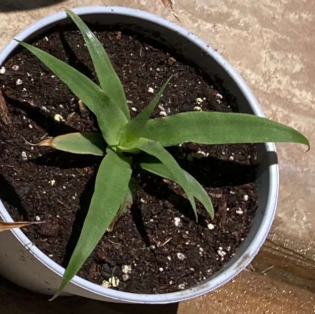 Pineapple4