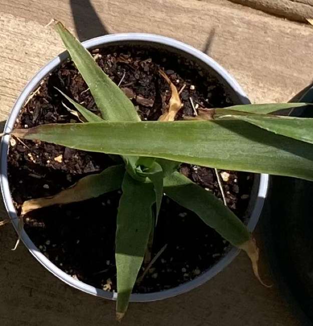 Pineapple4