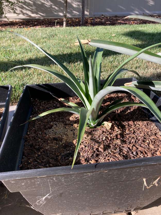 Pineapple4
