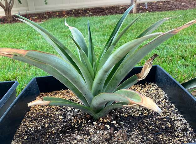 Pineapple4