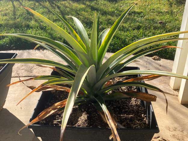 Pineapple4