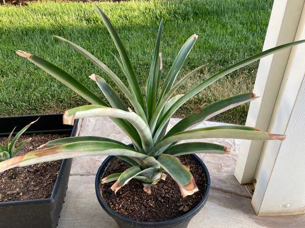 Pineapple5
