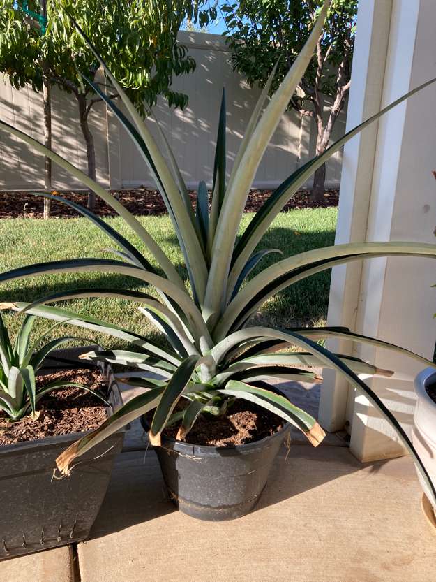 Pineapple5