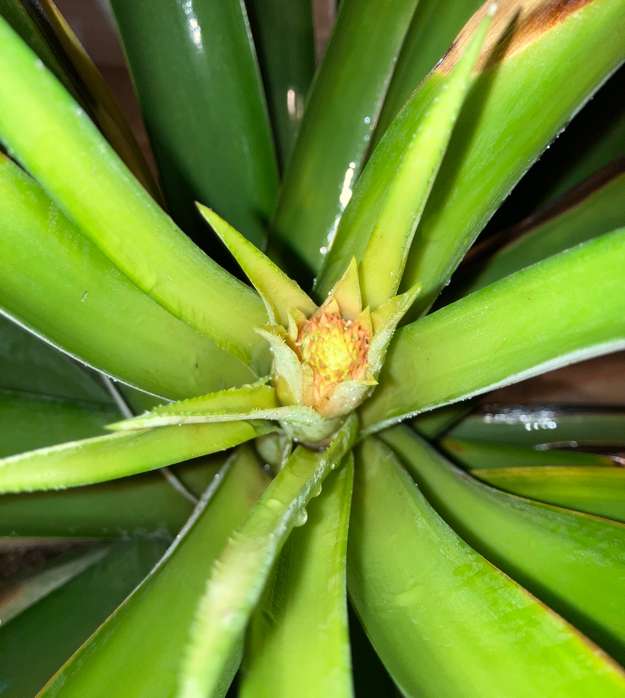 Pineapple5