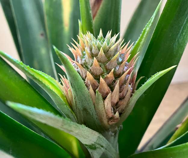 Pineapple5