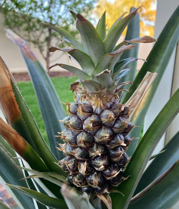 Pineapple5