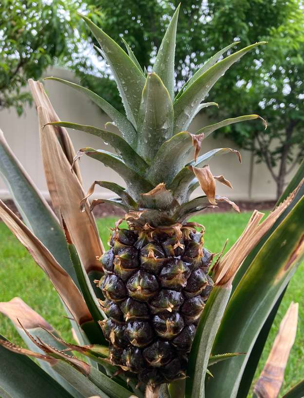 Pineapple5