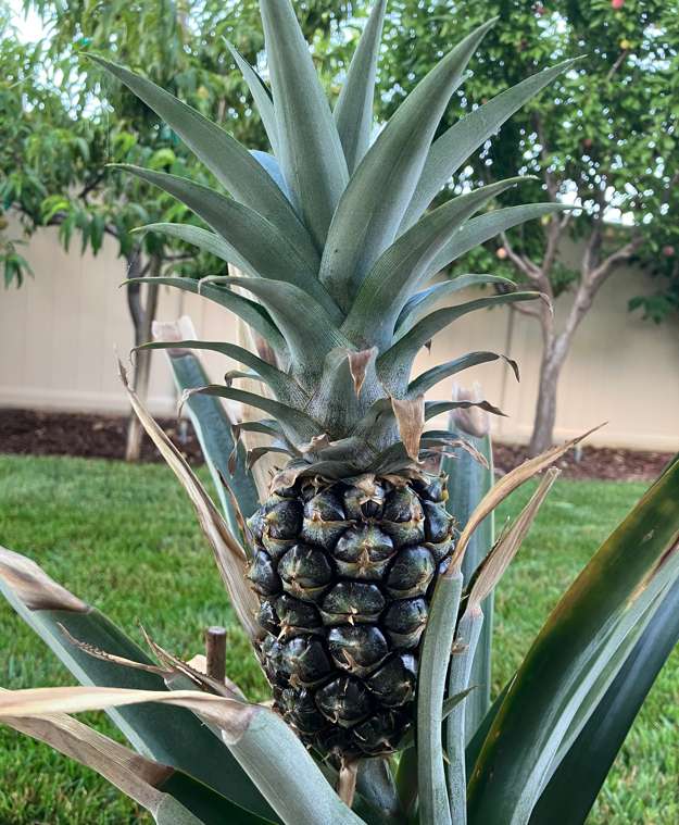 Pineapple5