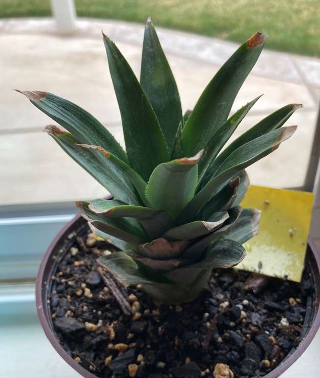 Pineapple5