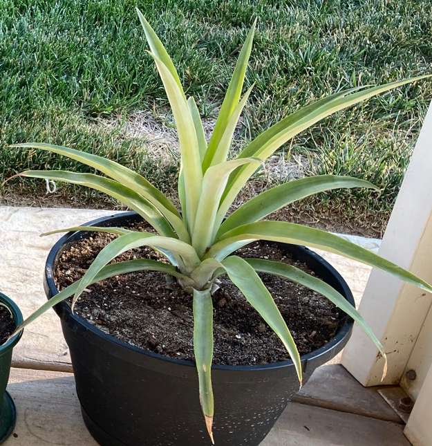 Pineapple5