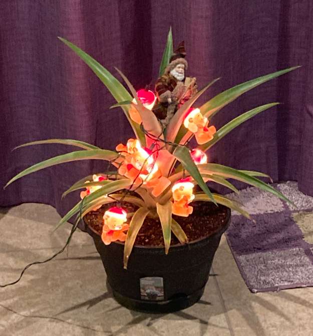 Pineapple5