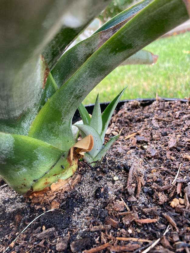 Pineapple6
