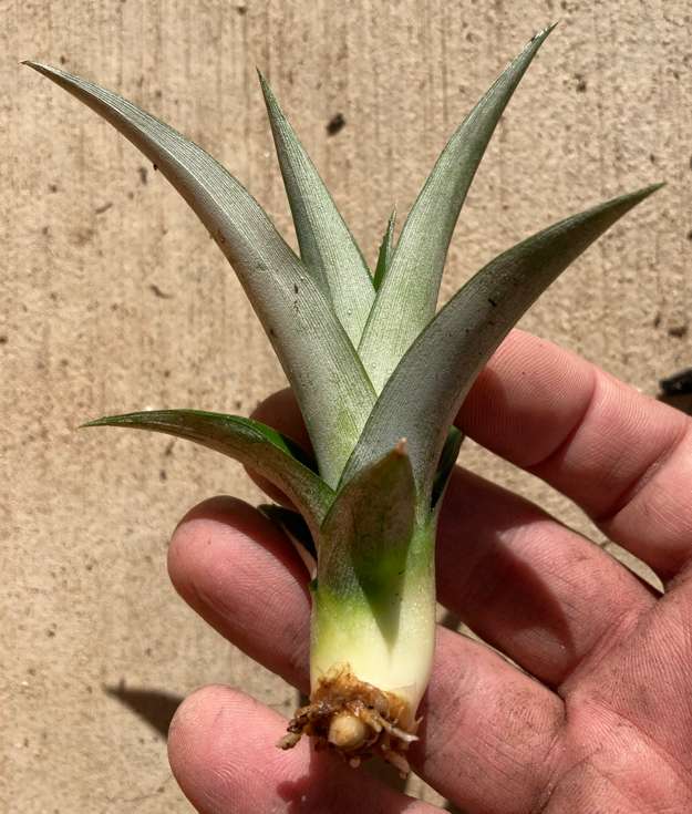 Pineapple6